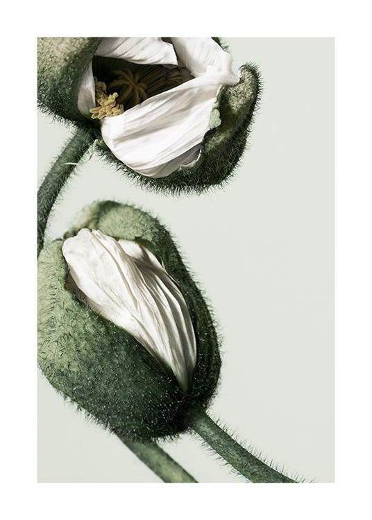 White Poppy Buds Affiche / Photographie chez Desenio AB (12320)
