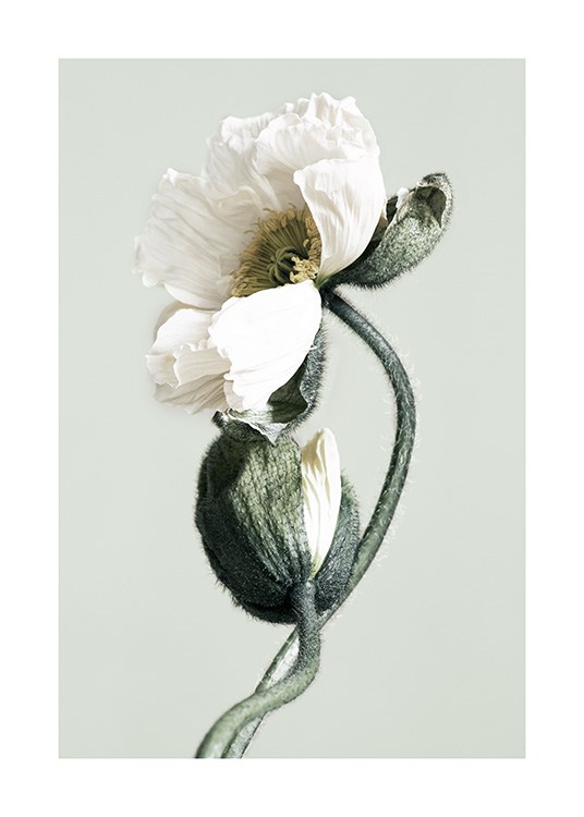 Blooming White Poppies Affiche / Photographie chez Desenio AB (12321)