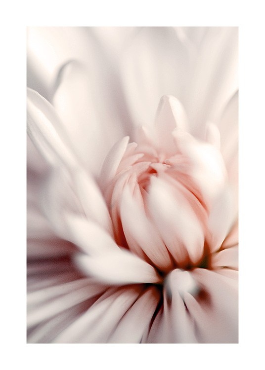Pink Dahlia Close up Affiche / Botanique chez Desenio AB (12330)
