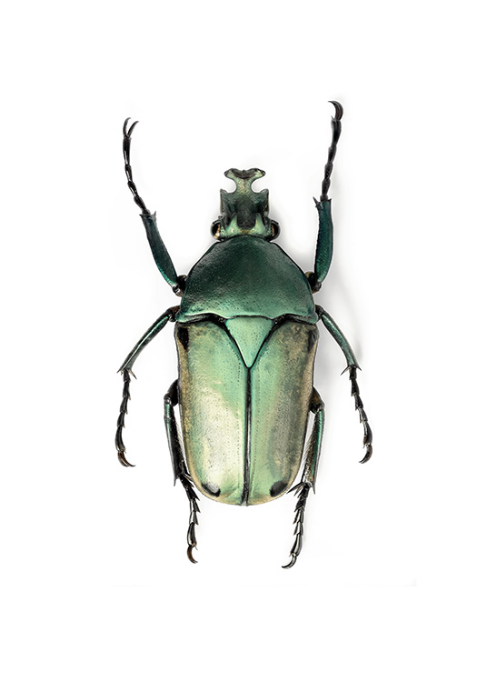 Green Insect Affiche / Photographie chez Desenio AB (12407)