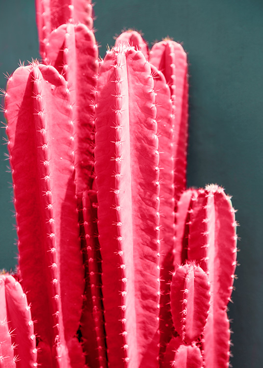 Hot Pink Cactus Affiche / Photographie chez Desenio AB (12418)