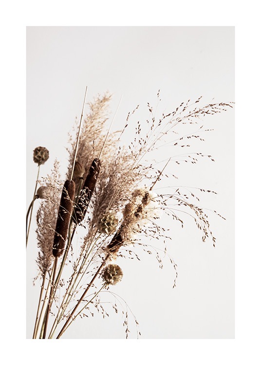 Dry Reeds No1 Affiche / Photographie chez Desenio AB (12419)