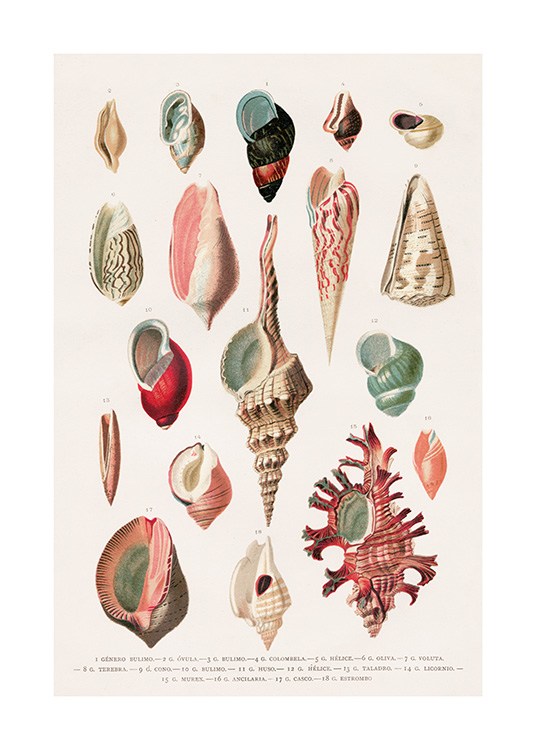 Vintage Seashells No1 Affiche / Vintage chez Desenio AB (12435)