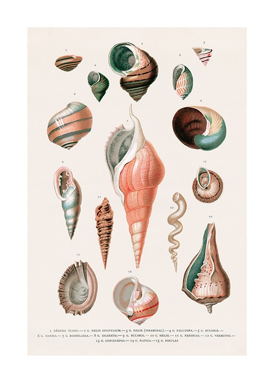 Vintage Seashells No2 Affiche / Vintage chez Desenio AB (12436)