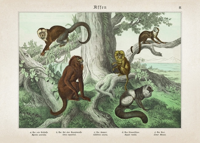 Vintage Monkeys No1 Affiche / Vintage chez Desenio AB (12555)