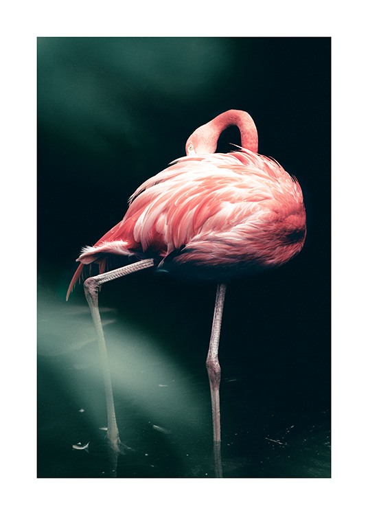 Wild Flamingo Affiche / Photographie chez Desenio AB (12566)