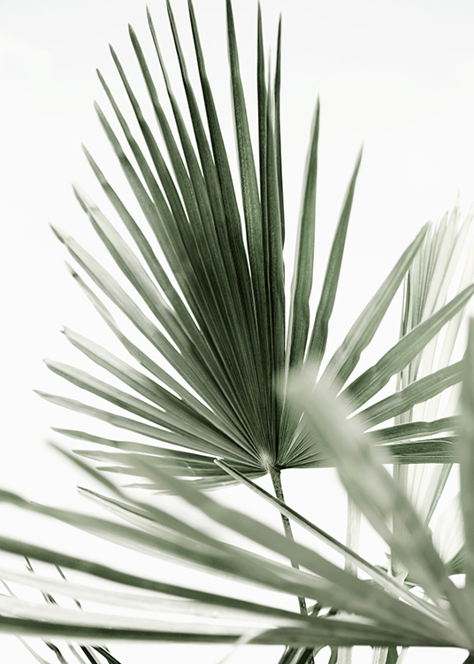 Tropic Palm Affiche / Photographie chez Desenio AB (12568)