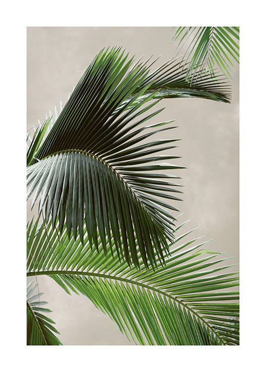 Tropical Palm Affiche / Photographie chez Desenio AB (12570)