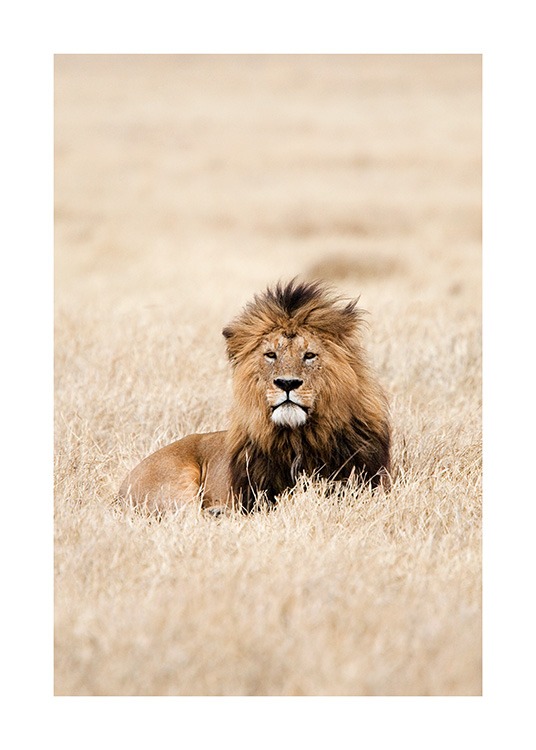 Lion King Affiche / Photographie chez Desenio AB (12573)