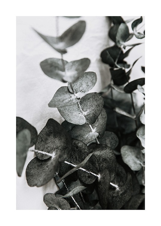  – Photographie de quelques branches d’eucalyptus avec des feuilles gris-vert sur un fond gris clair