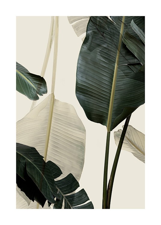 Banana Leaf Shades No1 Affiche / Photographie chez Desenio AB (12585)