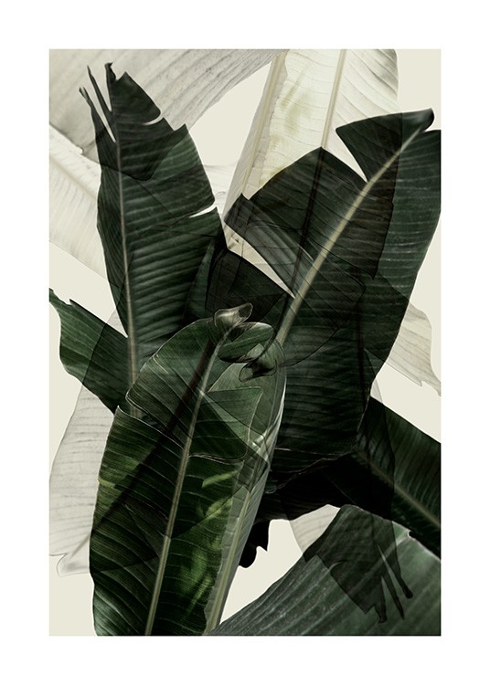Banana Leaf Shades No2 Affiche / Photographie chez Desenio AB (12586)