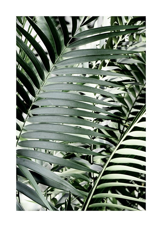 Green Palms Affiche / Photographie chez Desenio AB (12644)