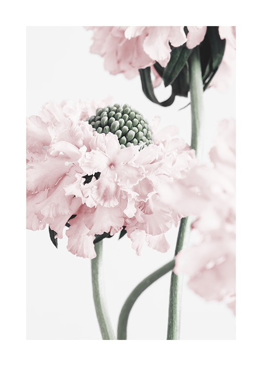 Vibrant Flower Affiche / Photographie chez Desenio AB (12658)