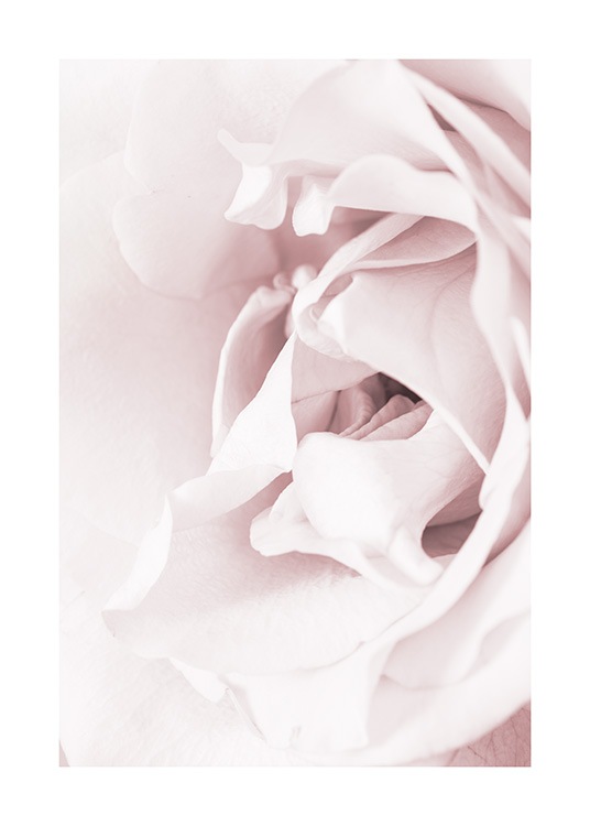 Blossoming rose Affiche / Photographie chez Desenio AB (12659)