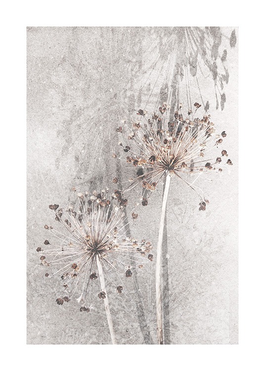 Dried Allium Flowers No1 Affiche / Photographie chez Desenio AB (12661)