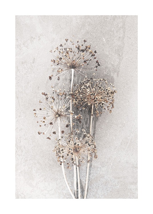 Dried Allium Flowers No2 Affiche / Photographie chez Desenio AB (12662)