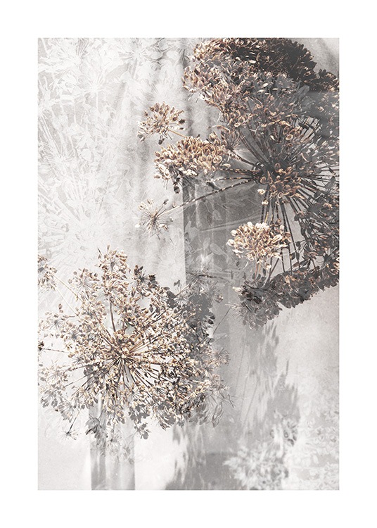 Dried Giant Hogweed No1 Affiche / Photographie chez Desenio AB (12663)