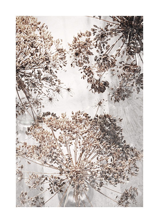 Dried Giant Hogweed No2 Affiche / Photographie chez Desenio AB (12664)
