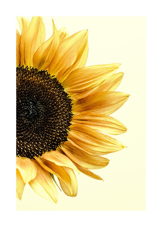 Sunflower Affiche / Photographie chez Desenio AB (12864)