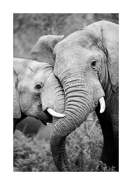 Elephant Friends Affiche / Noir et blanc chez Desenio AB (12887)