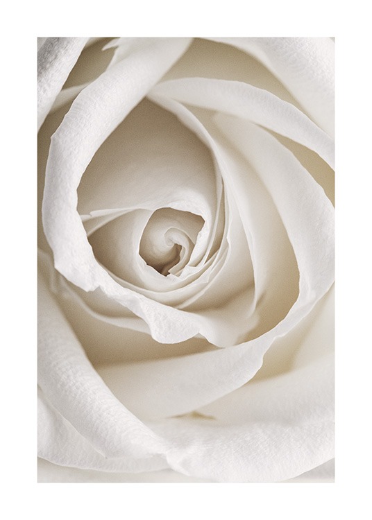 Photographie botanique en gros plan d'une rose blanche romantique 