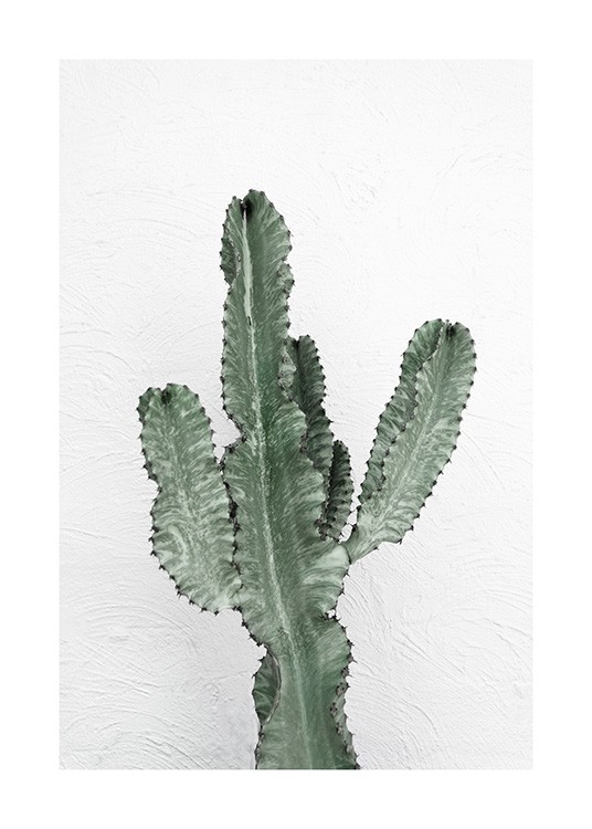 Photographie de cactus vert sur un mur blanc 
