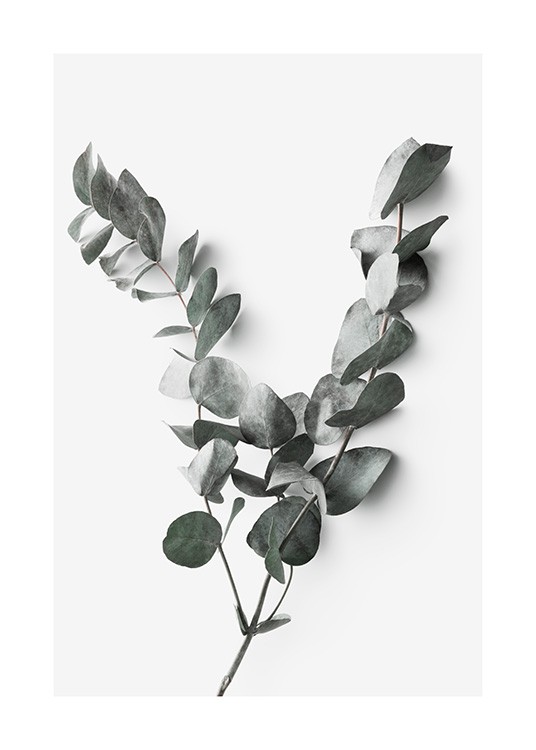 Photographie d’un branche d'eucalyptus sur fond gris clair de mur