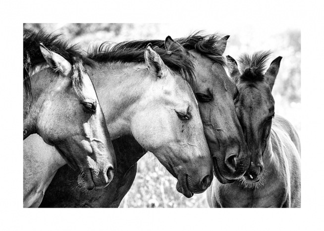 Photographie en noir et blanc d’un groupe de chevaux appuyant leurs têtes l'un contre l'autre.