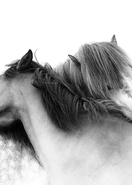 Photographie de deux chevaux blancs avec leurs cous enveloppés l'un autour de l'autre