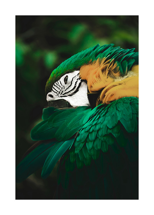Gravure d’animal avec le perroquet vert et jaune dans la jungle