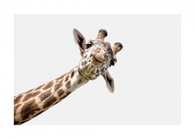 Gravure d'enfant avec une girafe jetant un coup d'oeil dehors par le côté
