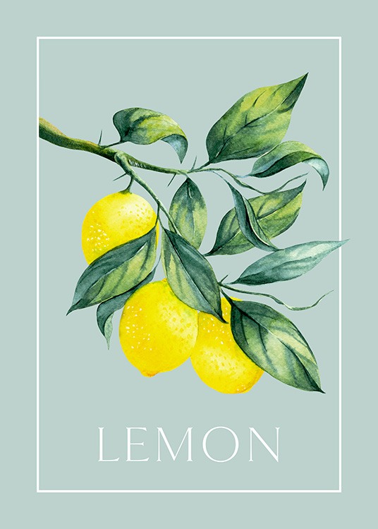 Illustration ’vintage’ de deux citrons avec le mot citron écrit dessous et un rectangle autour