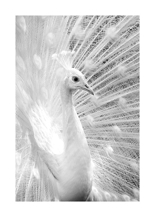 Photographie en noir et blanc d’un paon blanc.