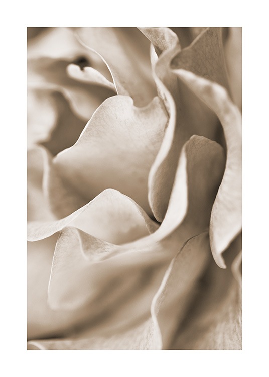  - Gros plan sur une rose avec des pétales beiges