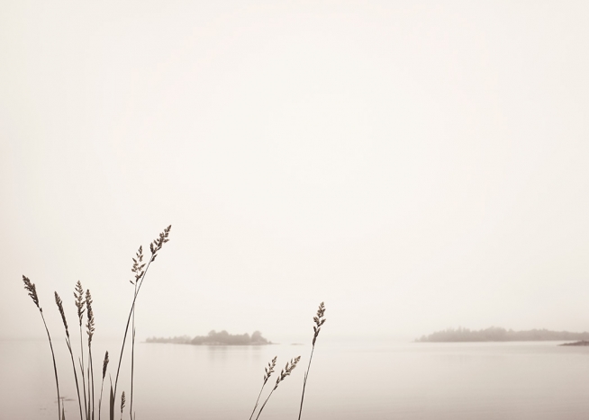  - Photographie de roseaux devant un lac brumeux avec de petites forêts à l'arrière-plan