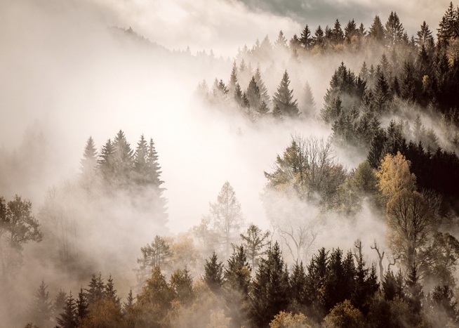  - Photographie d’une forêt avec la brume et le brouillard planant au-dessus d’elle