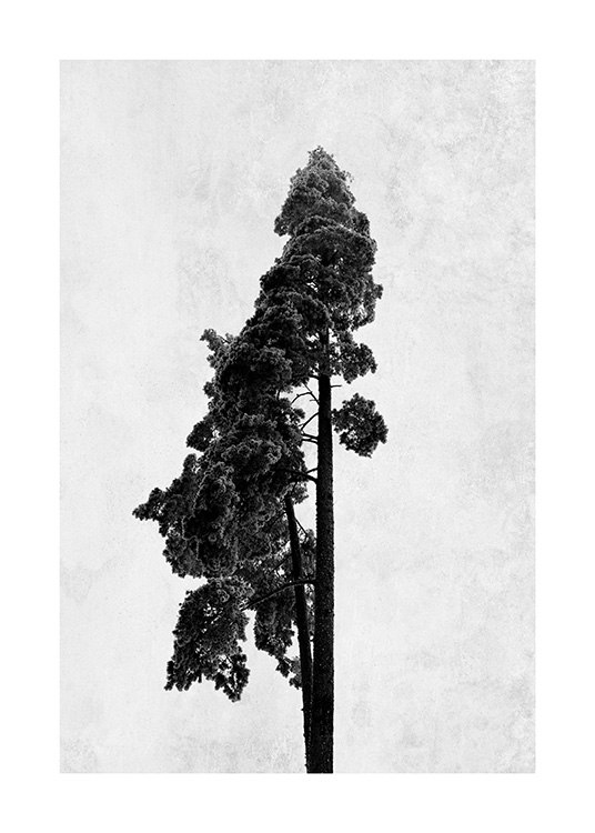  - Art photographique en noir et blanc représentant un pin sur un fond en béton gris