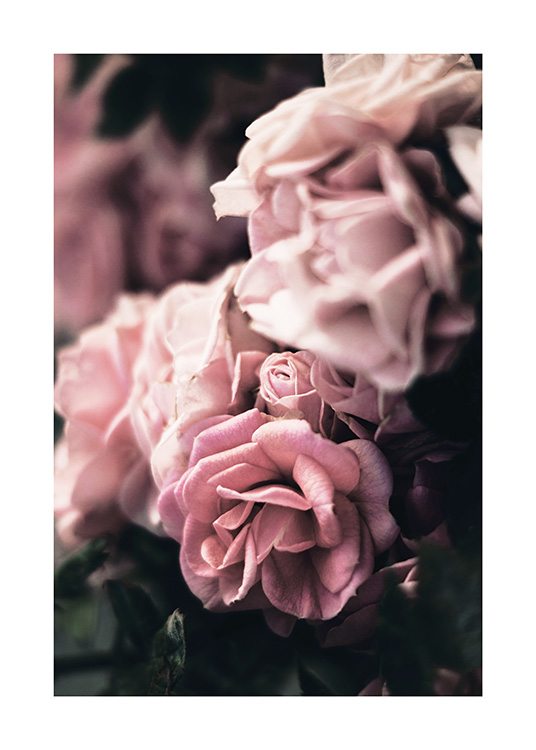  - Gros plan sur un groupe de roses roses avec un fond flou et une fleur au centre