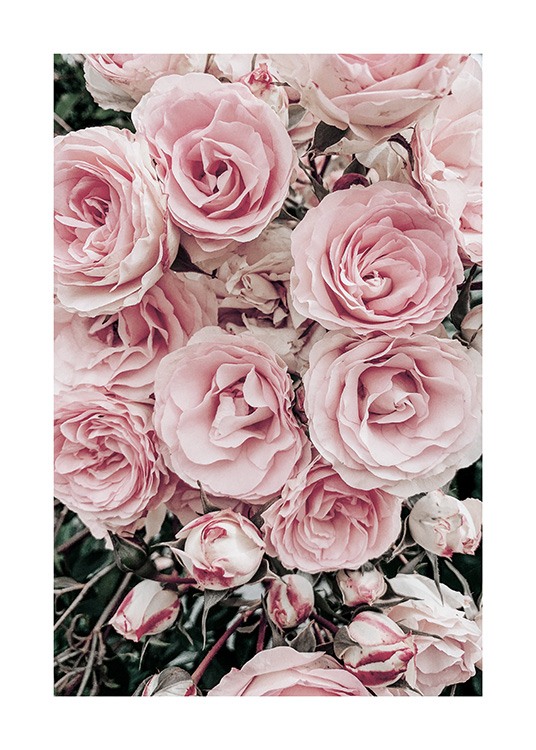  - Photographie d’un bouquet de roses avec des roses roses pastel et des feuilles vertes