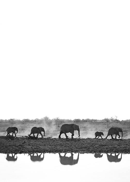  - Photographie en noir et blanc d'éléphants marchant en ligne avec des reflets dans un lac