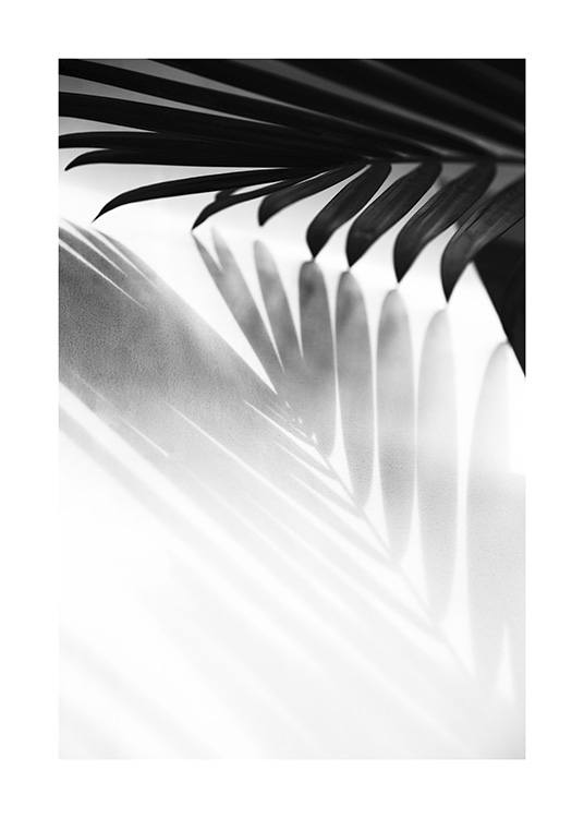  - Photographie en noir et blanc de l'ombre d'une feuille de palmier