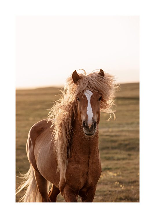  - Photographie du cheval brun clair en Islande avec un paysage vert à l'arrière-plan