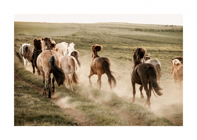  - Photographie de chevaux galopant sur une route poussiéreuse dans un paysage vert