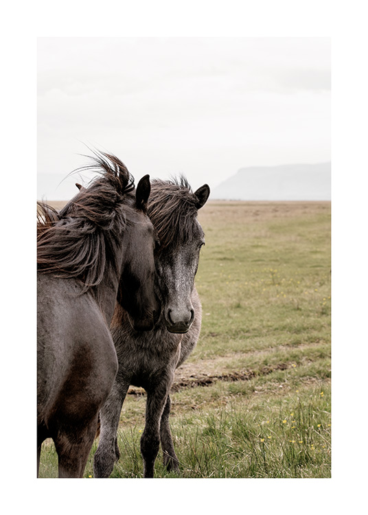  - Photographie de l’Islande avec deux chevaux noirs tête contre tête