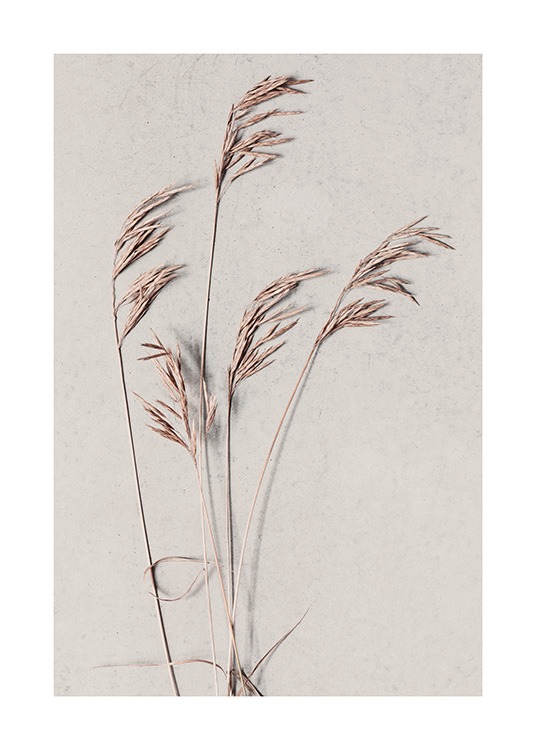  - Photographie botanique représentant de l'herbe séchée beige sur un arrière-plan beige