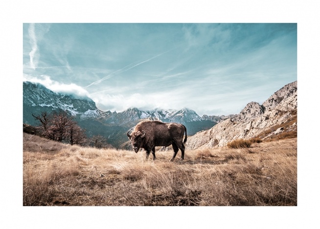 - Photographie de nature représentant un bison dans un champ. Le ciel est bleu et on voit des montagnes en arrière-plan.