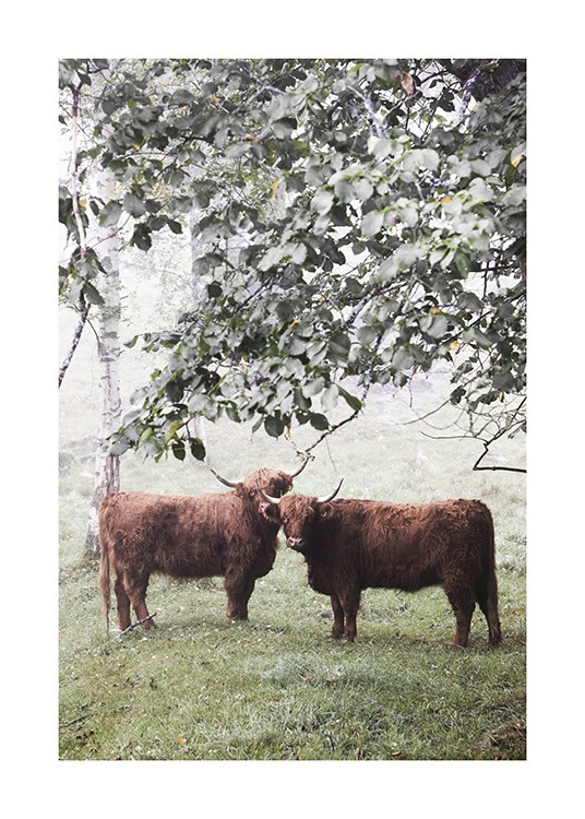  - Photographie de deux vaches de montagne marrons sous un abre et dans une prairie embrumée