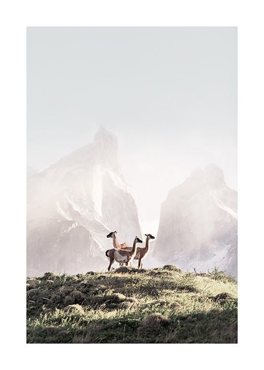  - Affiche de nature de trois guanacos sur une colline. On peut voir en arrière-plan des montagnes embrumées