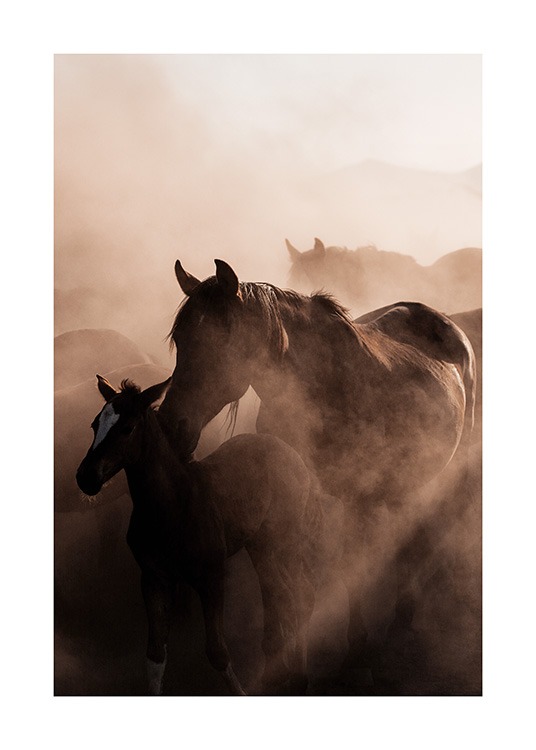  - Affiche d'animal d'une photographie d'un troupeau de chevaux sauvages, on peut voir un poulain et sa mère au premier plan